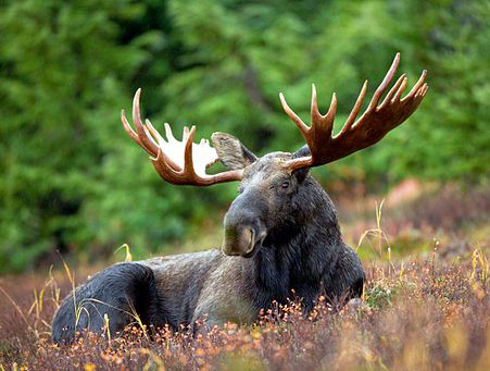 Norway's balding moose The Belgravia Centre