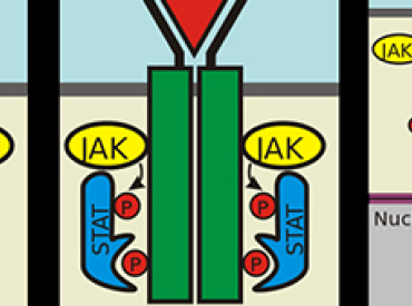 JAK STAT Pathway diagram