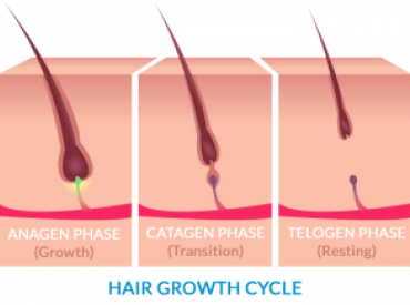 Hair Growth Cycle Diagram The Belgravia Centre Hair Loss Blog