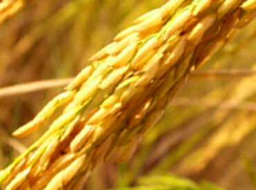 Rice Food Nutrition Grains