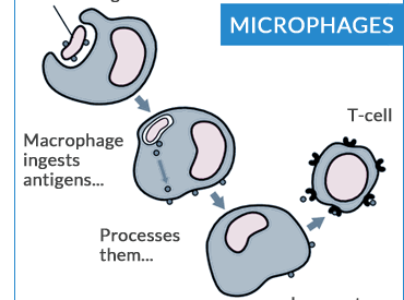 What Are Microphages The Belgravia Centre Hair Loss Blog