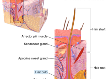 The Anatomy of a Hair Follicle1
