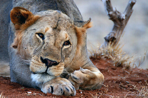 Maneless Male Lion of Tsavo The Belgravia Centre