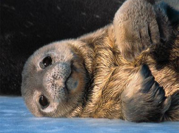 Australian Fur seal pup