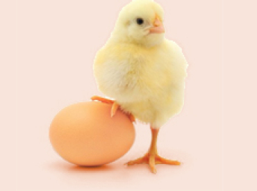 Chicken and Egg Scenario