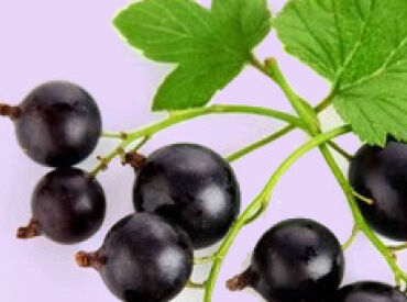 Can Blackcurrants Prevent Hair Loss