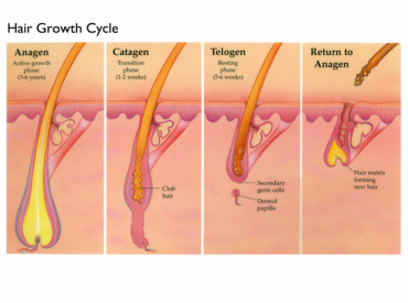 Hair Growth Cycle White