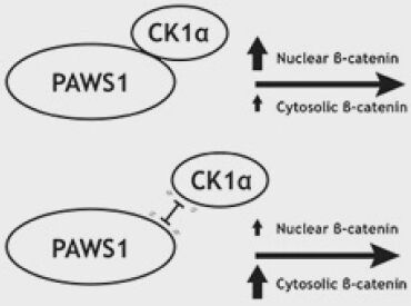 hair loss growth research wnt paws1 diagram ck1a