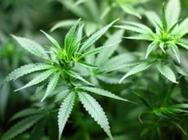 Hair Loss from Smoking Weed Marijuana Cannabis