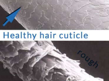 Hair Cuticle Health Damaged hair v healthy hair diagram