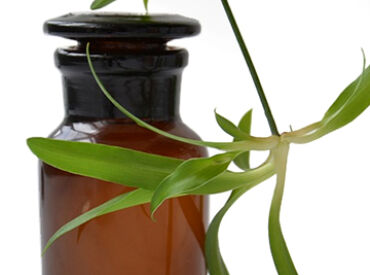 Tincture naturopathy botanical extracts natural hair loss treatment