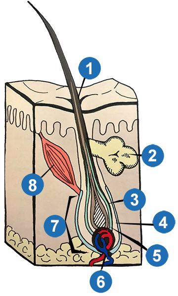 Diagram - hair follicle dermal papilla arector muscle hair growth