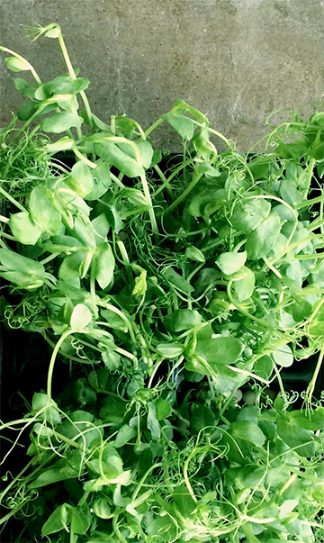 Pea Sprout Extract pea shoots nutrition hair growth hair loss product
