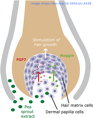 Pea Sprout Extract hair loss treatment hair growth supplement AnaGain Nu diagram