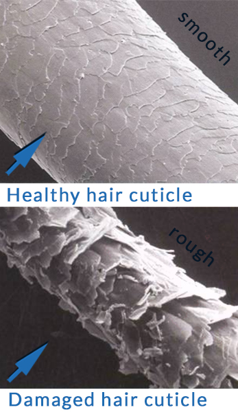 Hair Cuticle Health - Damaged hair v healthy hair diagram - hair breakage