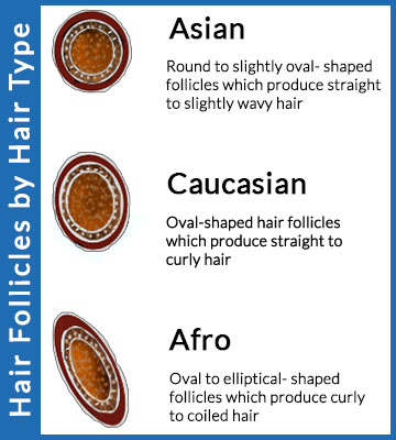 Hair Types by Hair Follicle Diagram