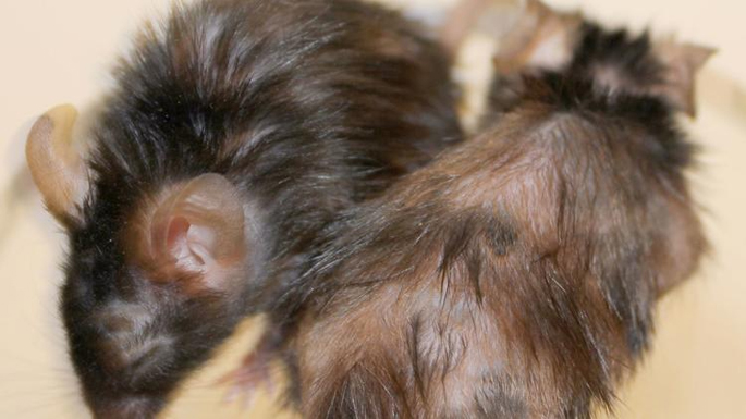Senescent Alopecia Hair Loss Mice Trials Cell Journal