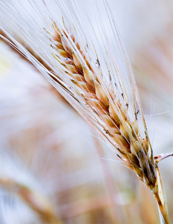 Is This Why Some People Say Gluten-Free Diets Benefit Alopecia Areata?