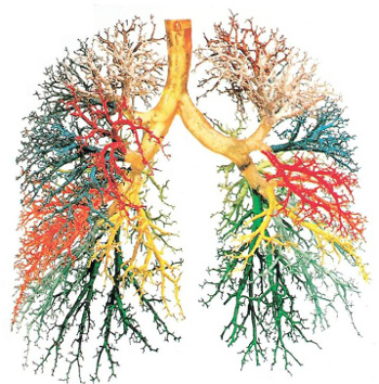Bronchial Tree - COPD Lung disease and hair loss