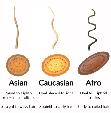 Diagram Showing Hair Fibre Characteristics by Race