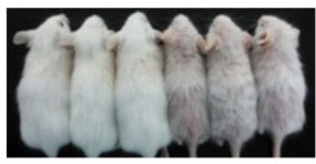 Hair loss in mice. Image credit Yuan and colleagues