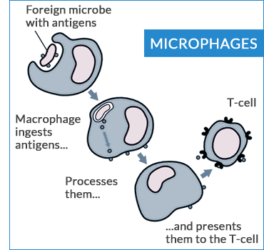 What Are Microphages?