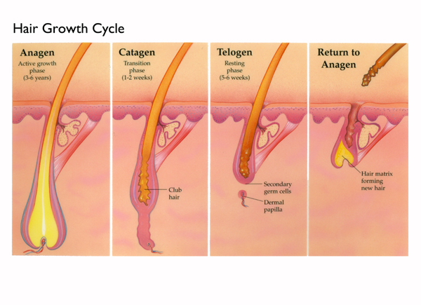 Hair Growth Cycle Belgravia