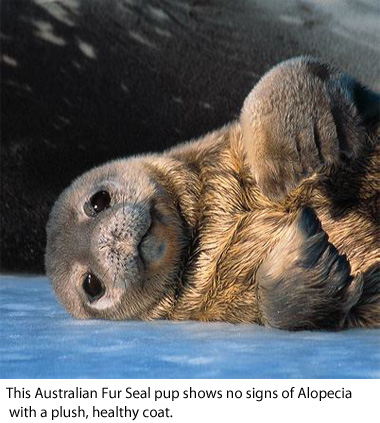 Australian Fur seal pup Hair Loss Belgravia