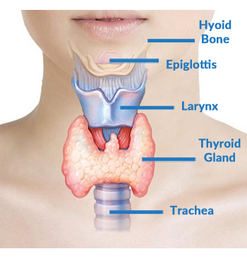 thyroid-diagram