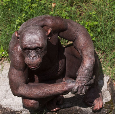 The Case of Guru the Chimp and Animal Alopecia