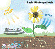 The principles of photosynthesis and light energy can be applied to the LaserComb