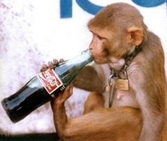 Chimp drinking Coke