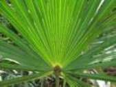 Saw Palmetto is thought to slow down the balding process